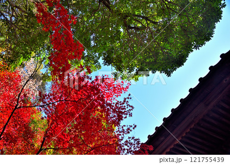 《愛知県》秋の犬山市寂光院の紅葉 《愛知県》秋の犬山市寂光院の紅葉 121755439