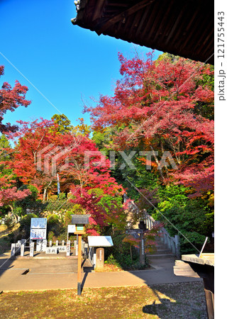 《愛知県》秋の犬山市寂光院の紅葉 121755443