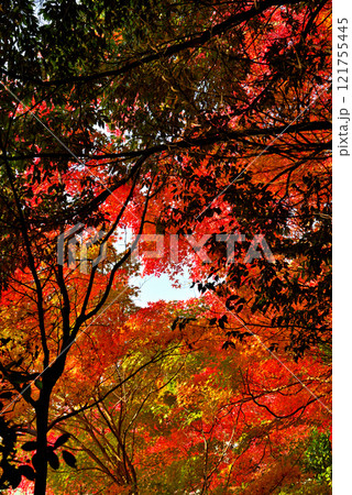 《愛知県》秋の犬山市寂光院の紅葉 《愛知県》秋の犬山市寂光院の紅葉 121755445