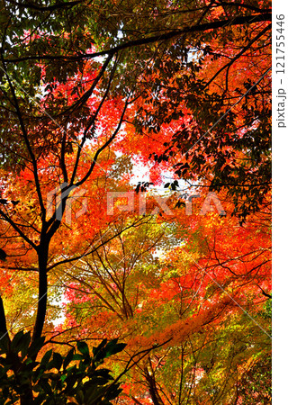 《愛知県》秋の犬山市寂光院の紅葉 《愛知県》秋の犬山市寂光院の紅葉 121755446