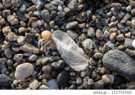Velella vellela on the coast, Sicily, Italy 121755500
