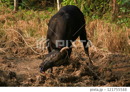 Black cow grazing in a field in the countryside Black cow grazing in a field in the countryside 121755588
