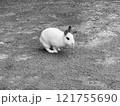 白いうさぎ 121755690
