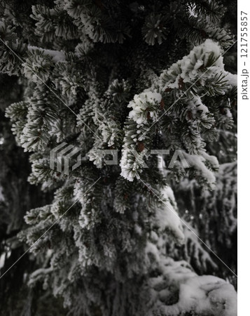Snow gently dusting pine tree branches in winter wonderland Snow gently dusting pine tree branches in winter wonderland 121755857