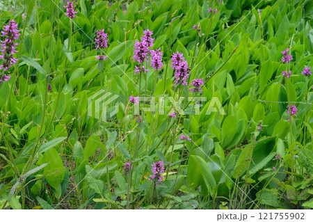 Flowers of Betonica officinalis is growing in garden. Countryside garden. Wildflowers in meadow. Medicinal, edible, essential oil, tannin-bearing, dyeing, honey-bearing and ornamental plant. Flowers of Betonica officinalis is growing in garden. Countryside garden. Wildflowers in meadow. Medicinal, edible, essential oil, tannin-bearing, dyeing, honey-bearing and ornamental plant. 121755902