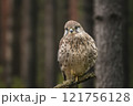 チョウゲンボウ　 -Common Kestrel- 121756128