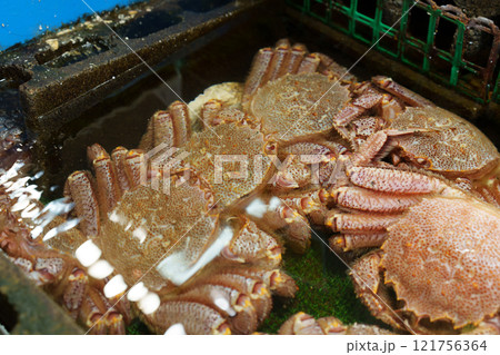毛ガニ 毛ガニ 121756364