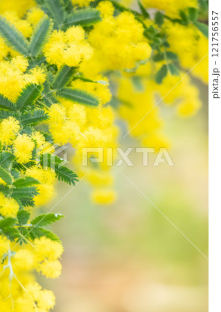 満開のミモザ 121756557