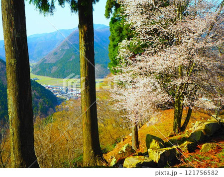 山の中にある桜の木 121756582