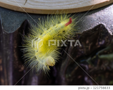 リンゴドクガ 121756633