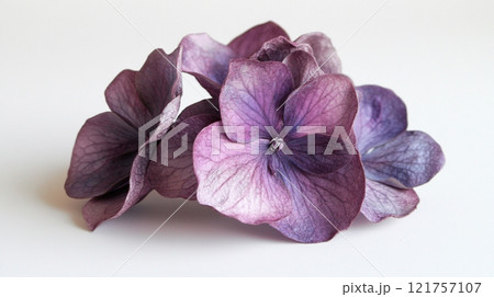 白背景の紫の花びら 121757107