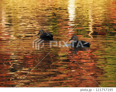 紅葉の池を泳ぐカモ 121757195