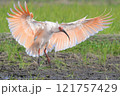 朱鷺の着地 121757429