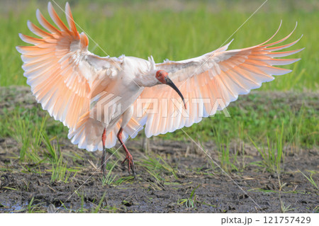 朱鷺の着地 朱鷺の着地 121757429