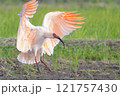 朱鷺の着地 121757430