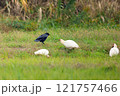 朱鷺とカラス 121757466