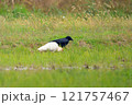 朱鷺とカラス 121757467