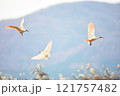 朱鷺の飛翔 121757482