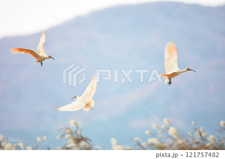 朱鷺の飛翔 121757482