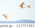 朱鷺の飛翔 121757483