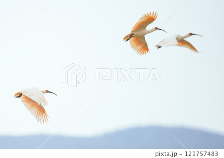 朱鷺の飛翔 121757483
