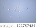 朱鷺の飛翔 121757484