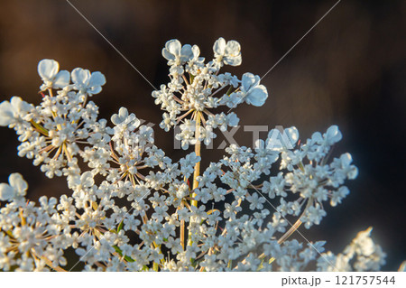 Daucus carota known as wild carrot blooming plant 121757544