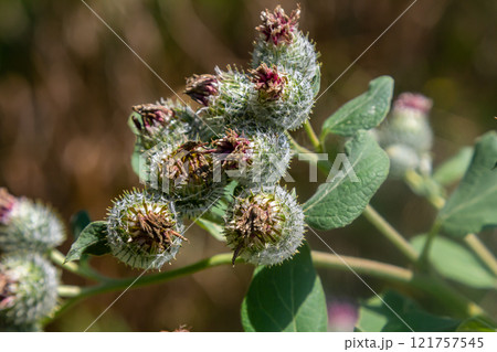 Arctium tomentosum, commonly known as the woolly burdock is a species of burdock belonging to the family Asteraceae Arctium tomentosum, commonly known as the woolly burdock is a species of burdock belonging to the family Asteraceae 121757545