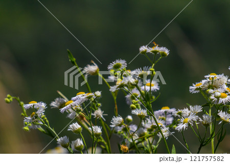 Erigeron annuus known as annual fleabane, daisy fleabane, or eastern daisy fleabane 121757582