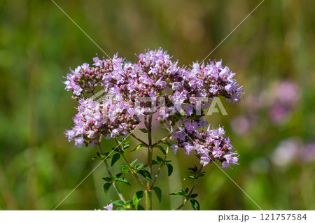 Oregano is a honey and medicinal plant. Oregano Origanum vulgare kind of perennial herbaceous plants Oregano is a honey and medicinal plant. Oregano Origanum vulgare kind of perennial herbaceous plants 121757584