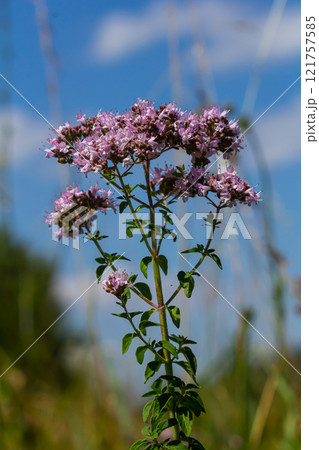 Oregano is a honey and medicinal plant. Oregano Origanum vulgare kind of perennial herbaceous plants 121757585