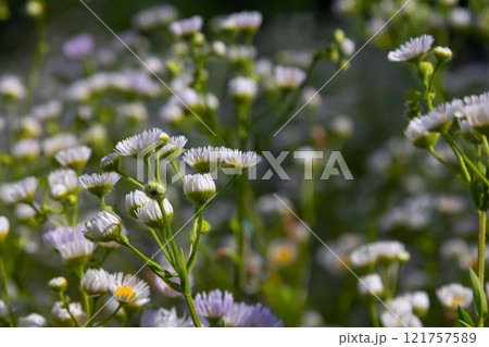 Erigeron annuus known as annual fleabane, daisy fleabane, or eastern daisy fleabane Erigeron annuus known as annual fleabane, daisy fleabane, or eastern daisy fleabane 121757589