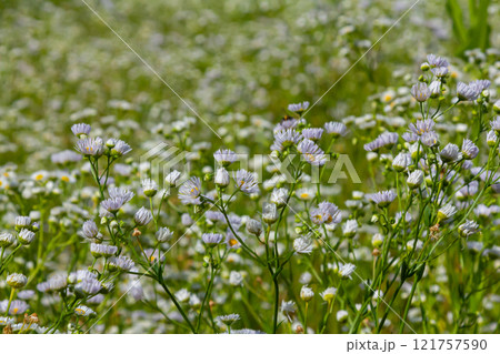 Erigeron annuus known as annual fleabane, daisy fleabane, or eastern daisy fleabane 121757590