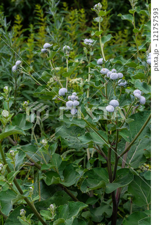Arctium tomentosum, commonly known as the woolly burdock is a species of burdock belonging to the family Asteraceae Arctium tomentosum, commonly known as the woolly burdock is a species of burdock belonging to the family Asteraceae 121757593