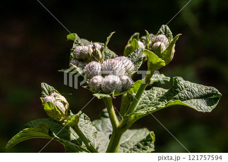 Arctium tomentosum, commonly known as the woolly burdock is a species of burdock belonging to the family Asteraceae 121757594