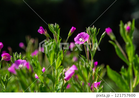 willow-herb epilobium hirsutum during flowering. Medicinal plant with red flowers 121757600