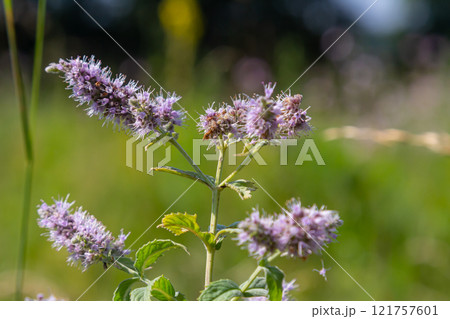 In the summer, long-leaved mint Mentha longifolia grows in the wild In the summer, long-leaved mint Mentha longifolia grows in the wild 121757601