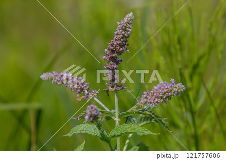 In the summer, long-leaved mint Mentha longifolia grows in the wild In the summer, long-leaved mint Mentha longifolia grows in the wild 121757606