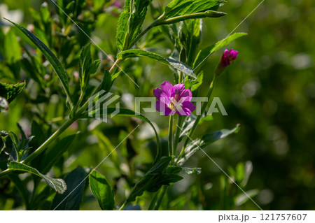 willow-herb epilobium hirsutum during flowering. Medicinal plant with red flowers 121757607