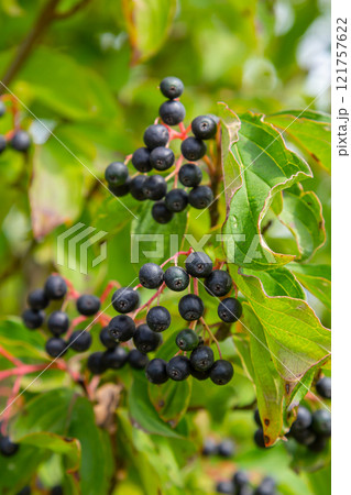 Cornus sanguinea is a perennial plant of the sod family. A tall shrub with small flowers and black inedible berries. Turf-well is grown as an ornamental plant 121757622