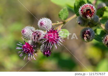 Arctium tomentosum, commonly known as the woolly burdock is a species of burdock belonging to the family Asteraceae 121757637