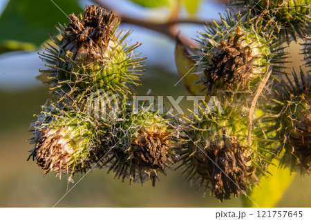 fresh leaves and purple flowers of Arctium lappa plant fresh leaves and purple flowers of Arctium lappa plant 121757645