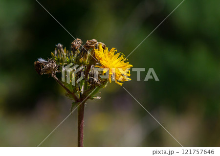 Hieracium laevigatum or smooth hawkweed. Hieracium, known by the common name hawkweed and classically as hierakion. Floral desktop background. Hieracium caespitosum, commonly known as meadow hawkweed Hieracium laevigatum or smooth hawkweed. Hieracium, known by the common name hawkweed and classically as hierakion. Floral desktop background. Hieracium caespitosum, commonly known as meadow hawkweed 121757646