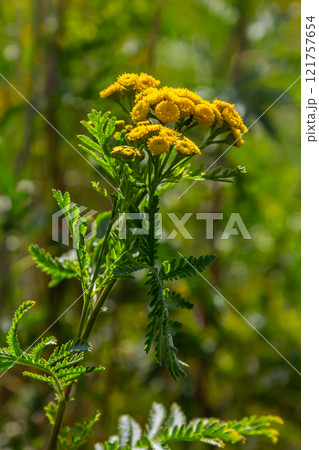 Tansy Tanacetum vulgare wild plant in summer 121757654