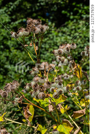Arctium tomentosum, commonly known as the woolly burdock is a species of burdock belonging to the family Asteraceae 121757659