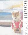 衣類を着用した幼い柴犬 121758036