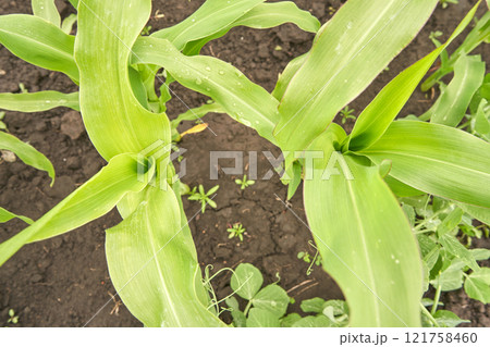 Top view of healthy green corn plants with fresh leaves in fertile soil Top view of healthy green corn plants with fresh leaves in fertile soil 121758460