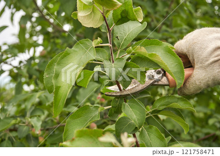 Gardener pruning green apple tree branches with pruning shears for healthy 121758471