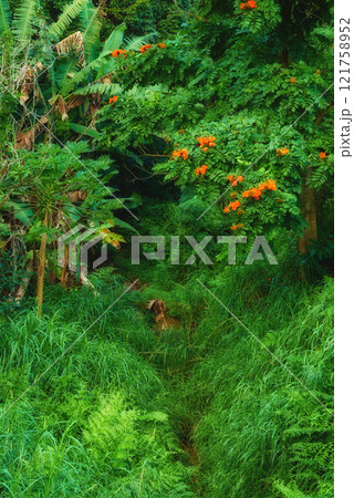 Tropical trees in the Hawaiian rainforest in of Oahu. Lush green overgrown wilderness with a hiking path in Hawaii. Native wild nature in a mysterious landscape. Hidden wonder on mountain trail 121758952