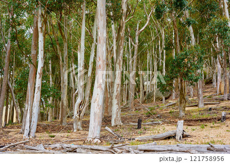 Forest of Eucalyptus or birch trees growing in a meadow in South Africa. Landscape of tall white trees with bark peeling in cultivated woodland near Hout Bay, Cape Town. Empty mysterious nature scene 121758956